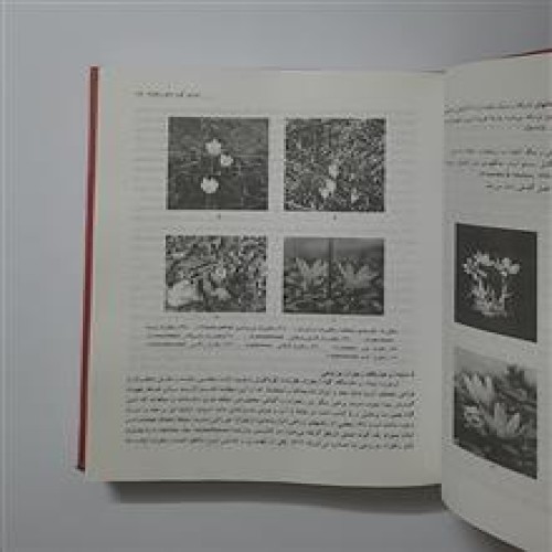 زعفران