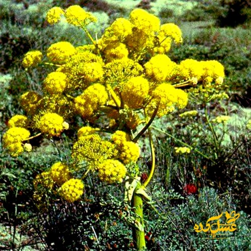 عسل محرمانه صاف شده ارگانیک