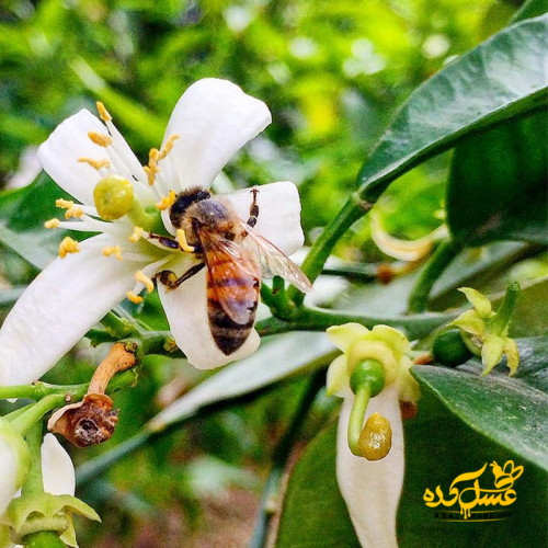 عسل بهارنارنج موم دار ارگانیک