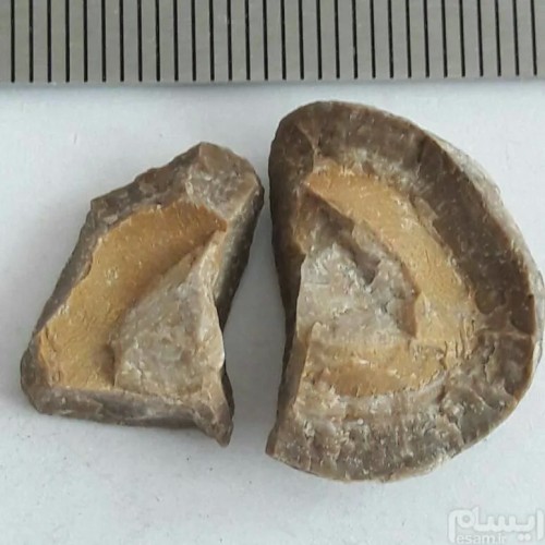 فروش سنگ فسیل G با عکس و توضیحات کامل