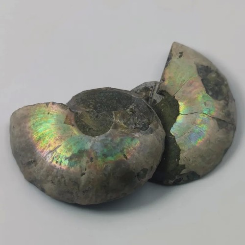 فروش یک جفت فسیل آمونیت یا شاخ قوچی طبیعی اپالیزه دار