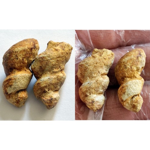 فروش 2 سنگ عرج فسیل اصل و طبیعی با قیمت مناسب