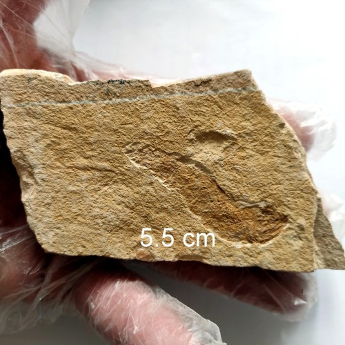 فروش فسیل ماهی ایلام با شناسنامه دست نویس