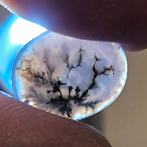 نگین شجر قائن تک درخت معروف به رعد و برق