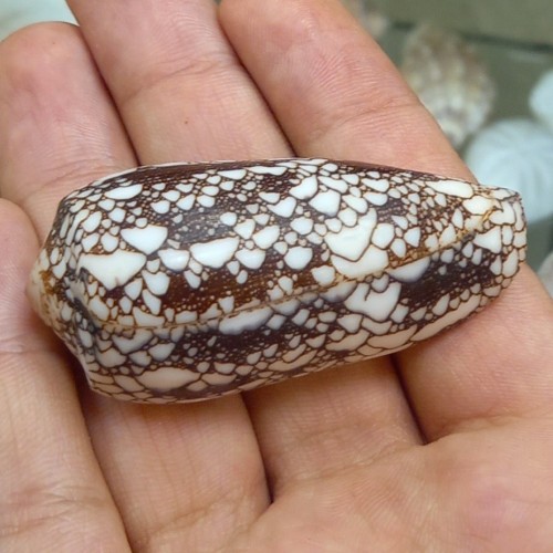 فروش صدف حلزون کونوس طرح و رنگ خاص کلکسیونی و نادر