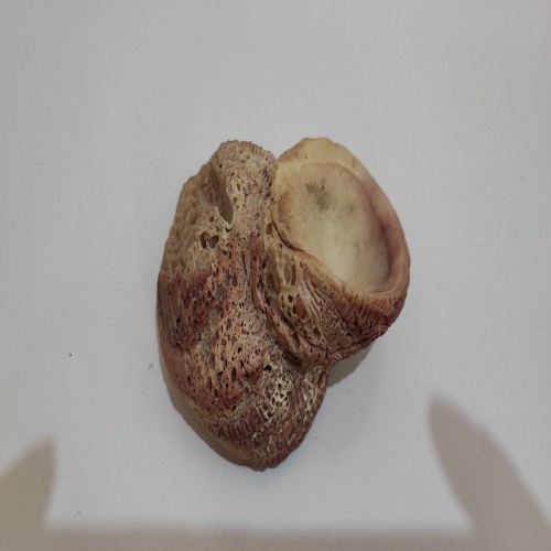 فروش فسیل صدف دوقلو بزرگ و کمیاب با طراحی زیبا