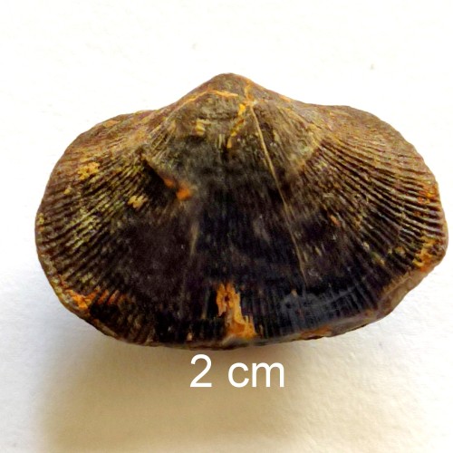فروش فسیل براکیوپود 2 رو با شناسنامه دست نویس