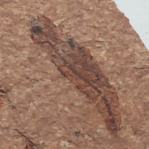 فروش فسیل ماهی کمیاب بسیار زیبا ش 4