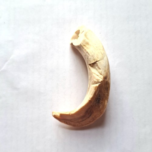 دندان نیش گراز اصل و درشت با طول ۱۳ سانتیمتر