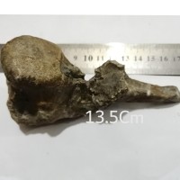 بزرگترین فسیل استخوان خزنده کرتاسه با اعتبار علمی