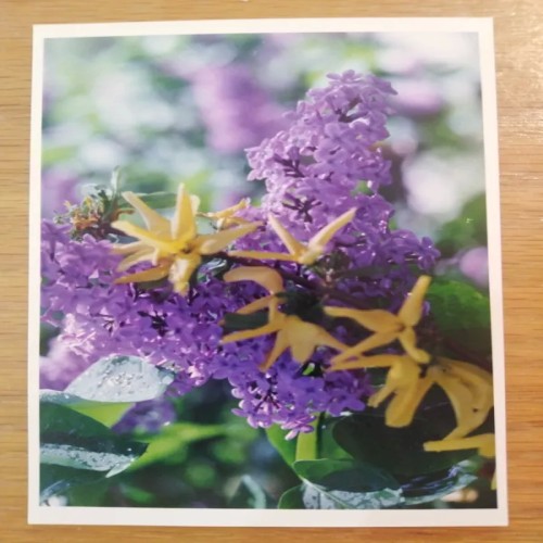 فروش عکس دوربینی از شکوفه های بهاری اصفهان 1372