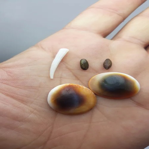 فروش مهره کمیاب اصل با قیمت حراجی و ضمانت