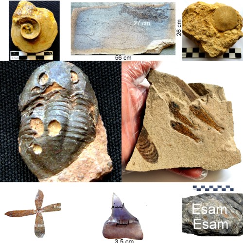 فروش برترین فسیلهای ایران در برند اول فسیل ایران