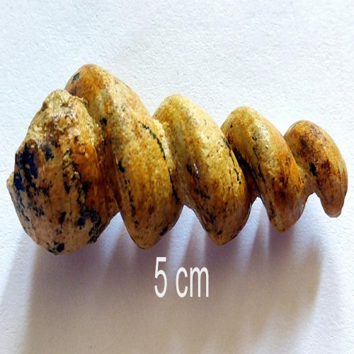 فروش سنگ عرج 2 رو سالم فسیل با کیفیت عالی