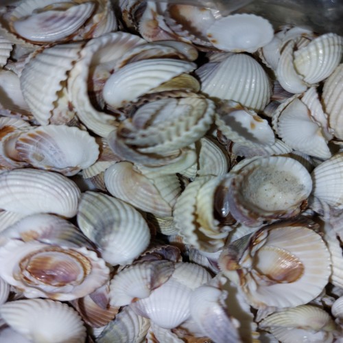 فروش صدف دریایی ریز و درشت برای تزئینات